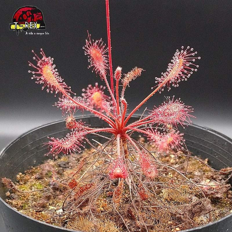 comprar planta carnivora drosera affinis