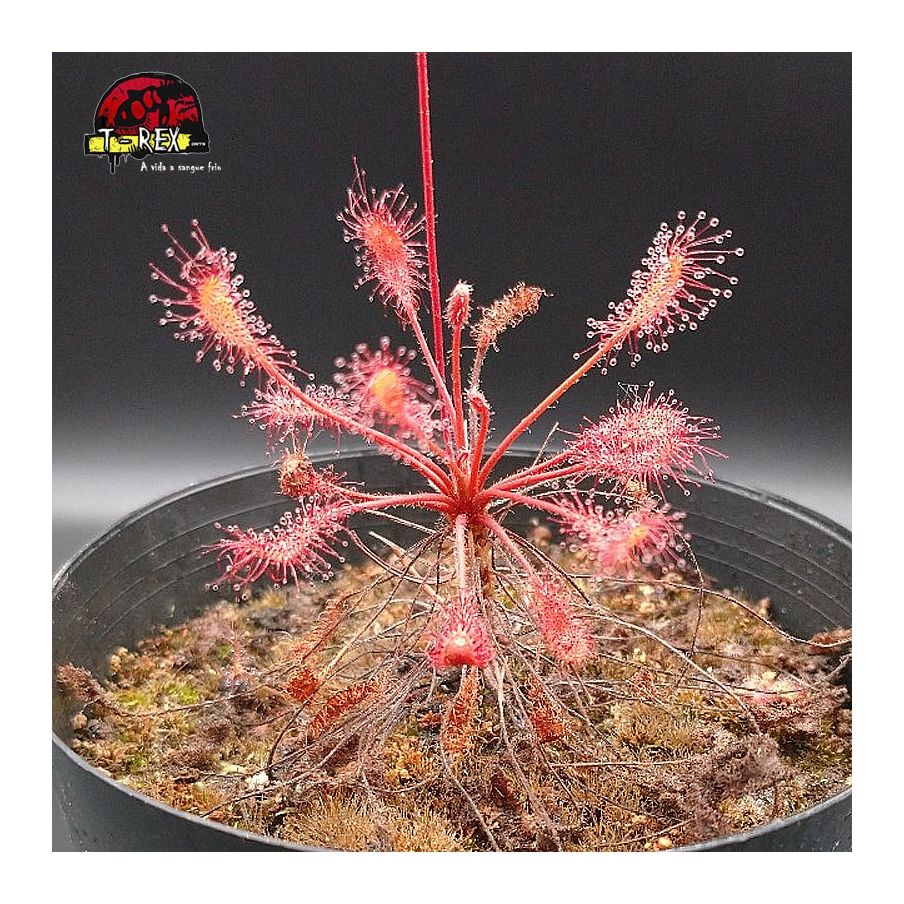 comprar planta carnivora drosera affinis