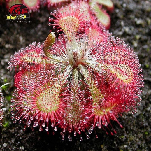 comprar muda planta carnivora Drosera Spatulata