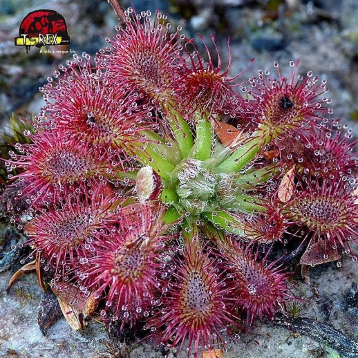 comprar muda de planta carnivora drosera spatulata