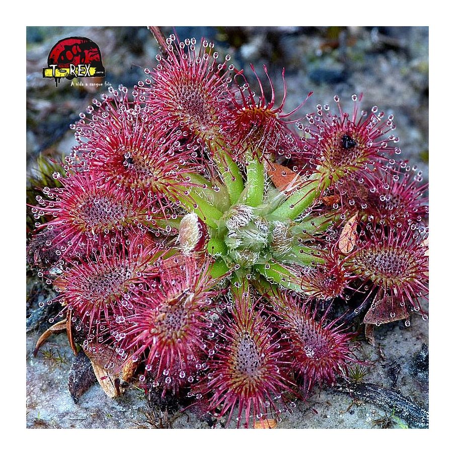 comprar muda de planta carnivora drosera spatulata