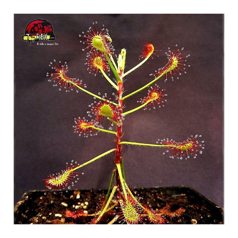 comprar planta carnivora drosera madagascariensis