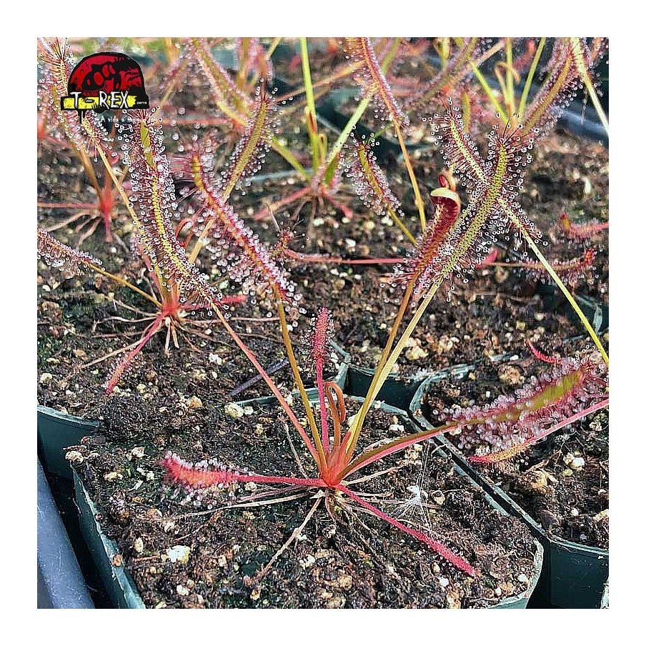 comprar planta carnvora drosera capensis