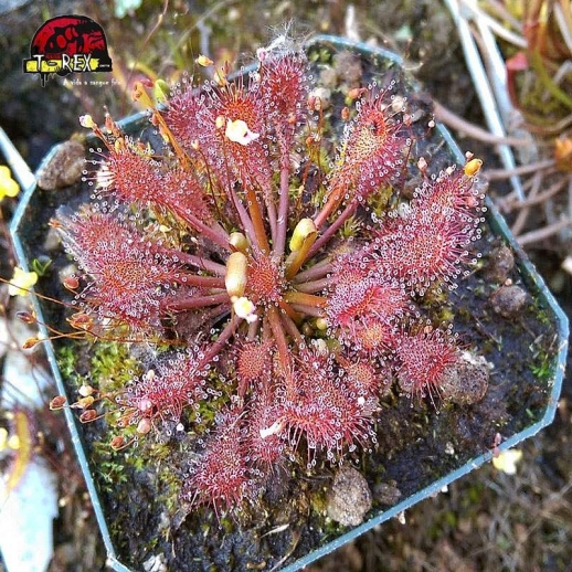 comprar planta carnivora drosera capillaris