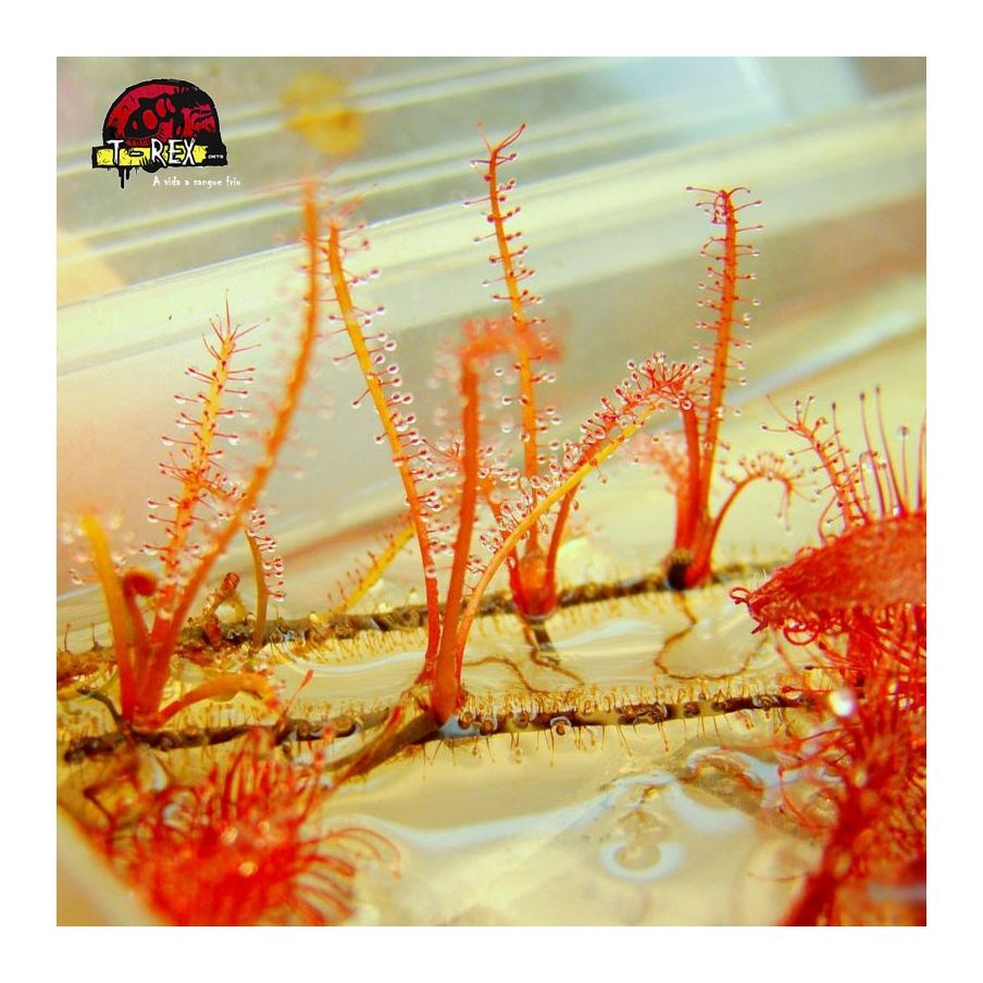 comprar planta carnivora drosera filiformis red