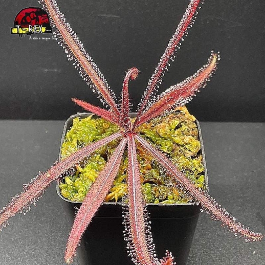 Comprar muda  de planta carnivora Drosera adelae