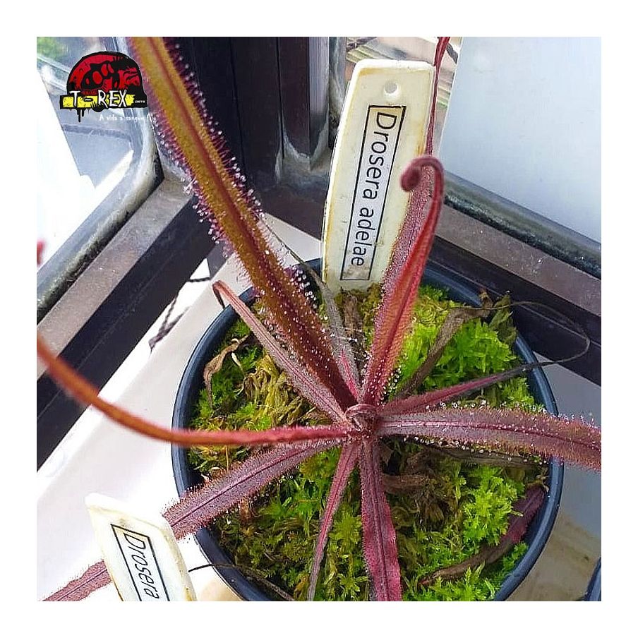 comprar planta carnivora drosera adelae