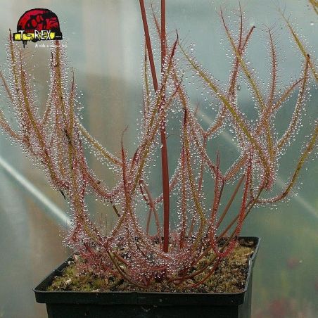 comprar planta carnivora drosera binata