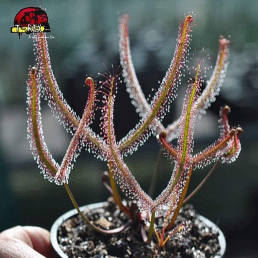 comprar planta carnivora drosera binata