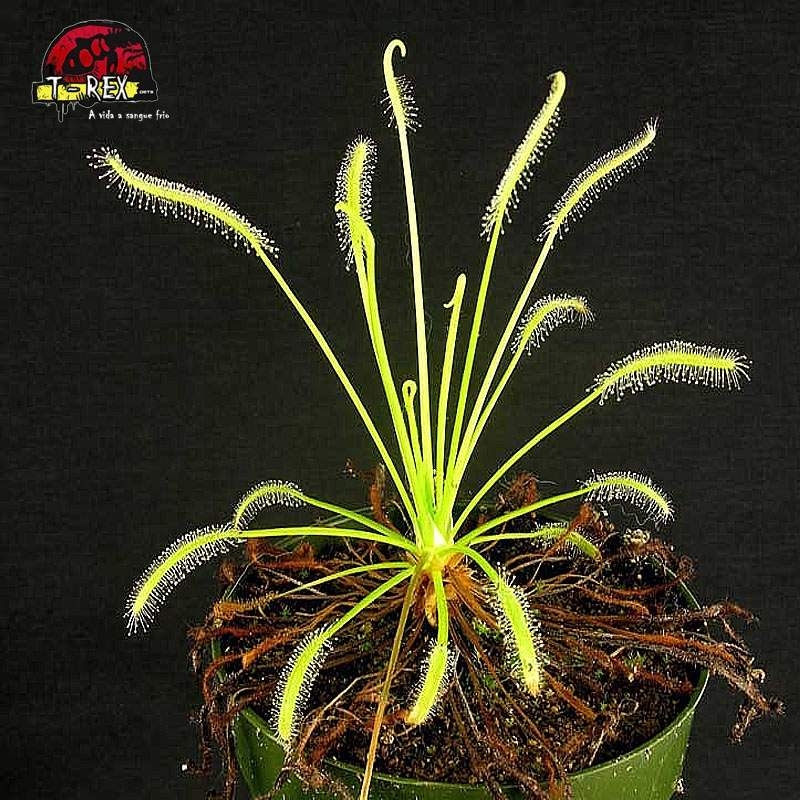 comprar planta carnivora drosera capensis alba