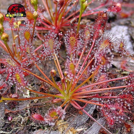 comprar planta carnivora drosera intermedia