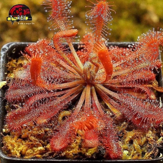 comprar muda de planta carnivora drosera spatulata sundew