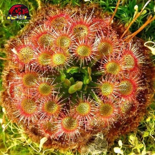 planta carnivora drosera pigmeia lake badgerup