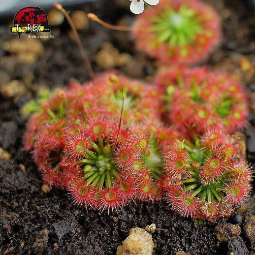 comprar planta carniora drosera pigmeia lake badgerup