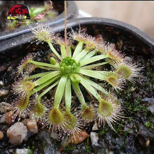 comprar planta carnivora drosera omissa x pulchella