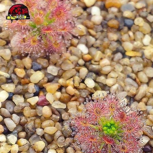 comprar planta carnivora drosera pigmeia roseana