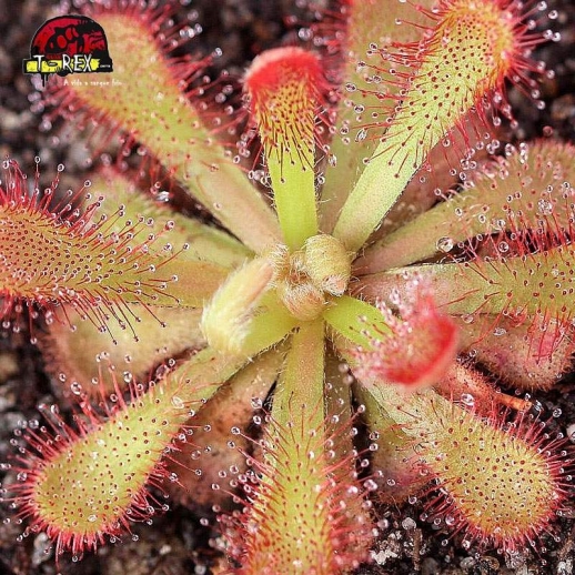 comprar muda de planta carnivora drosera vanusta