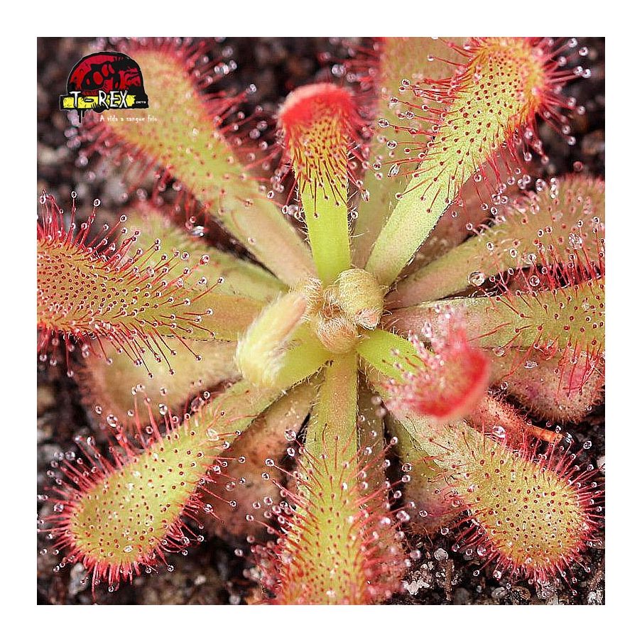 comprar muda de planta carnivora drosera vanusta