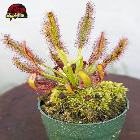 Comprar planta carnivora drosera hercules