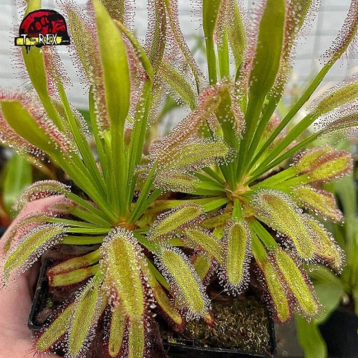 comprar planta carnivora drosera hercules