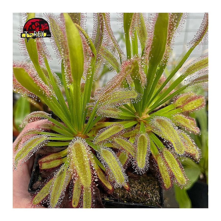 comprar planta carnivora drosera hercules