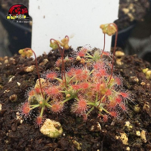 comprar planta carnivora drosera minutiflora