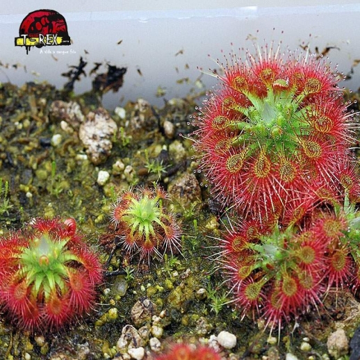 comprar planta carnivora drosera pigmeia