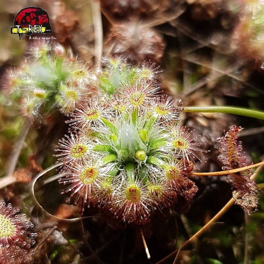 comprar planta carnivora drosera pigmeia hyperostigma