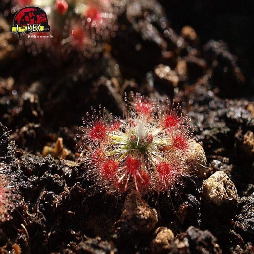 comprar planta carnivora drosera pigmeia leioblastus