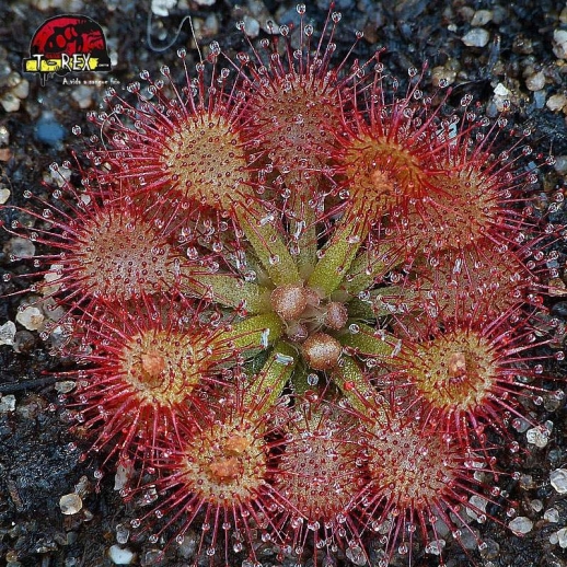 comprar muda de planta carnivora drosera capillaris