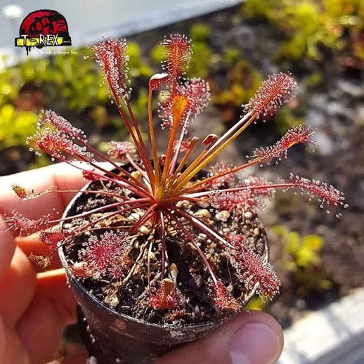 comprar planta carnivora drosera intermedia vermelha