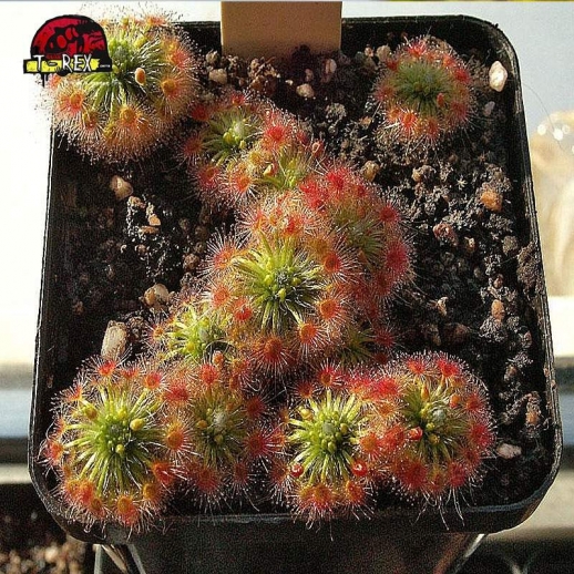 comprar planta carnivora drosera pigmeia