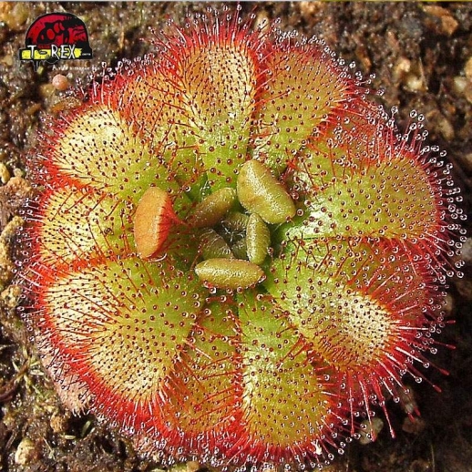 comprar planta carnivora drosera admirabilis