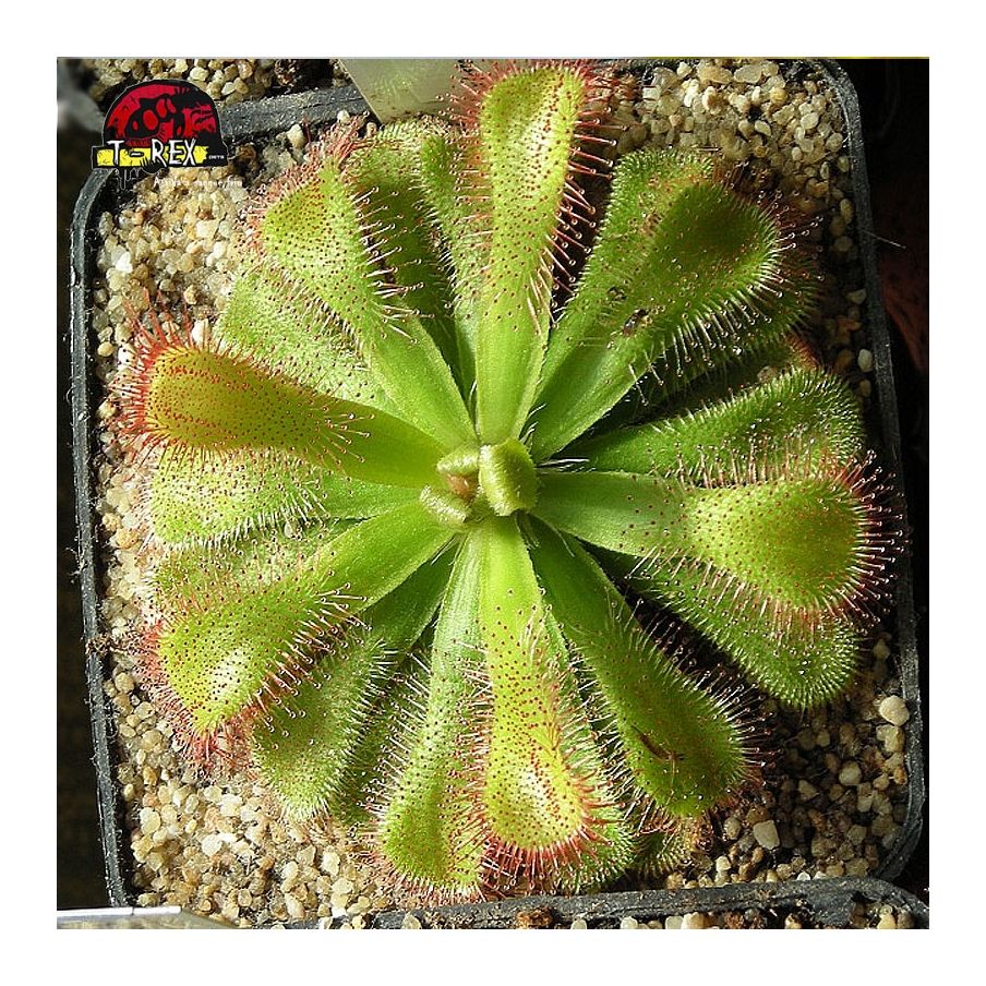 comprar planta carnivorra drosera slacki