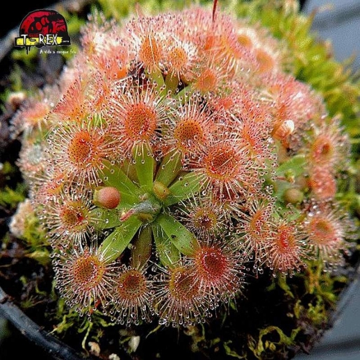 comprar planta carnivora drosera pullchella