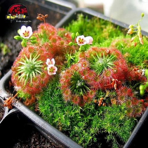 comprar muda de planta carnivora drosera pigmeia