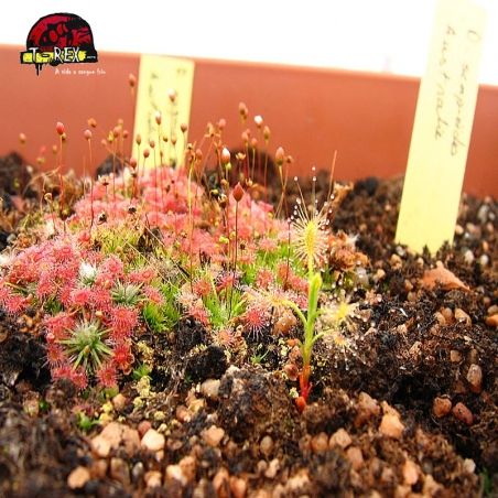 comprar muda de  planta carnivora drosera pigmeia