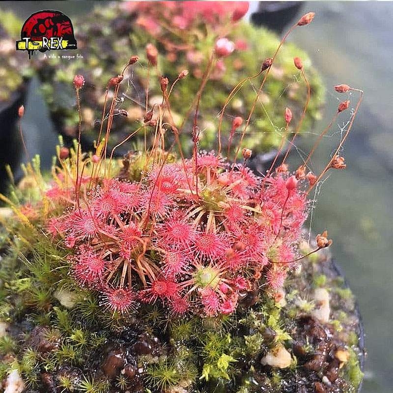 comprar muda de  planta carnivora drosera pigmeia