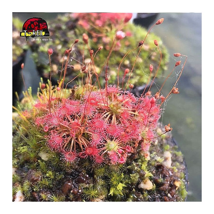 comprar muda de  planta carnivora drosera pigmeia