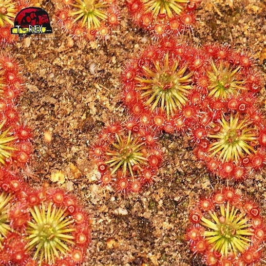 comprar muda de planta carnivora drosera pigmeia