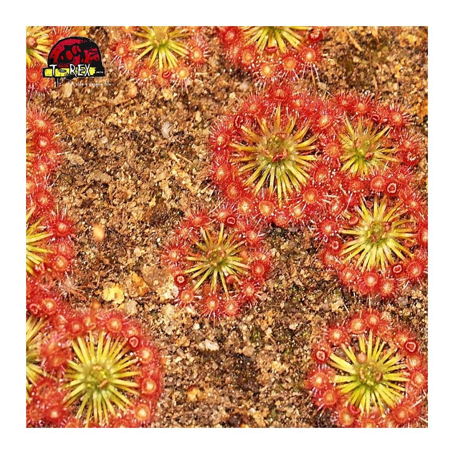 comprar muda de planta carnivora drosera pigmeia