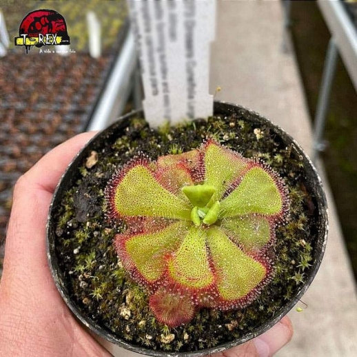 comprar planta carnivora drosera cuneifolia