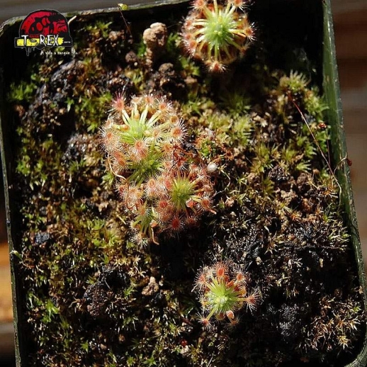 comprar panta carnivora drosera helodes