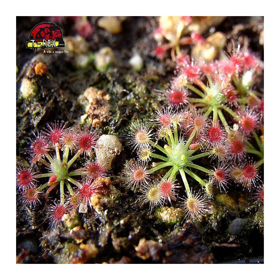 comprar planta carnivora drosera helodes