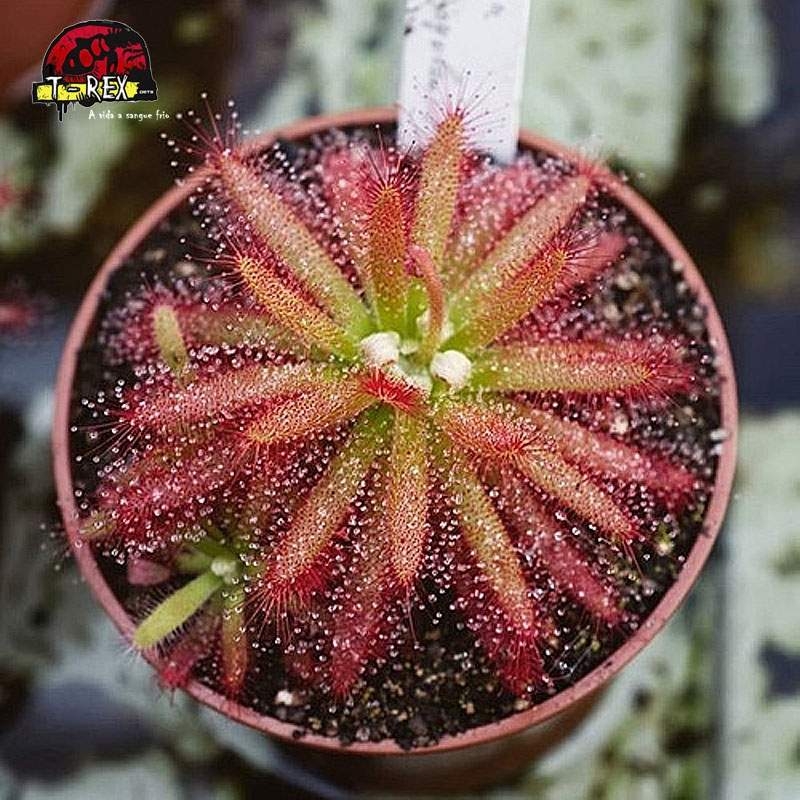 comprar planta carnivora drosera graomogolensis