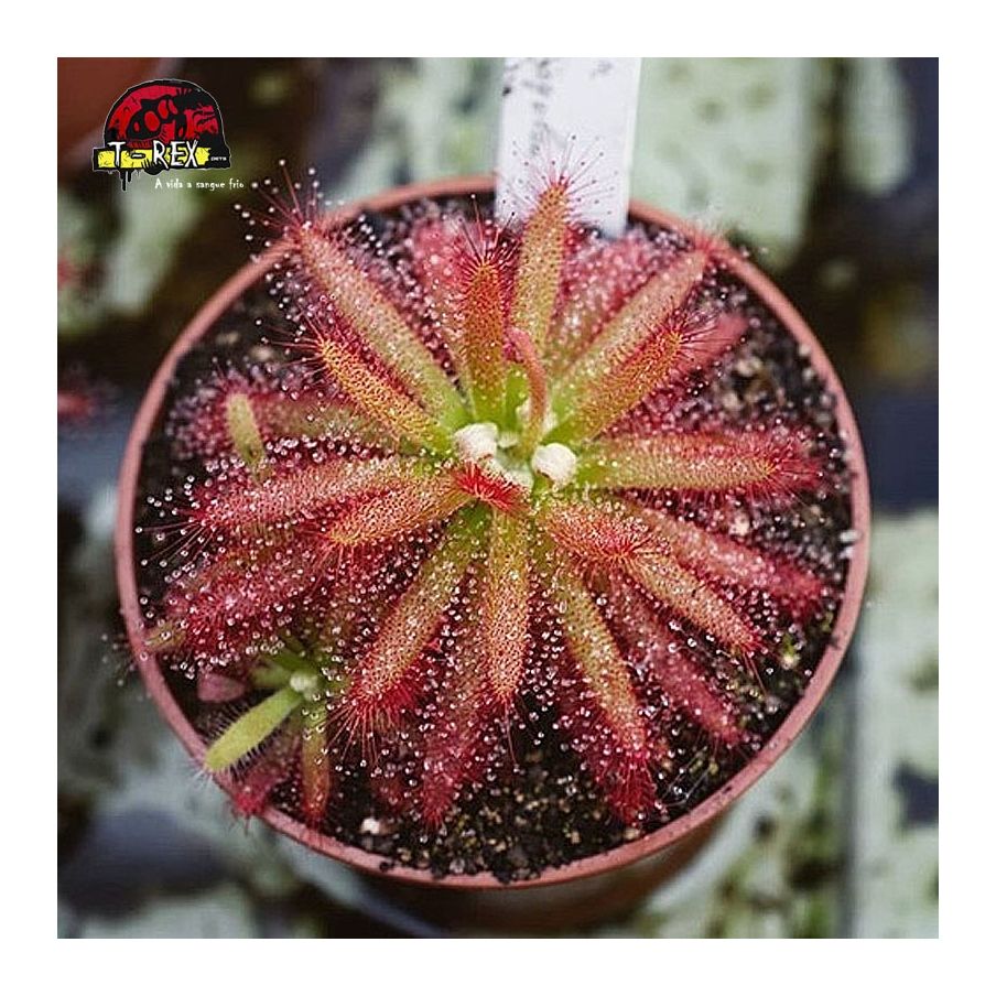 comprar planta carnivora drosera graomogolensis