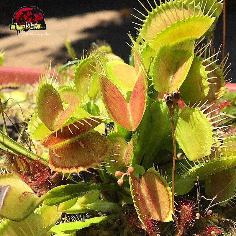 comprar planta carnivora dionaea muscipula típica