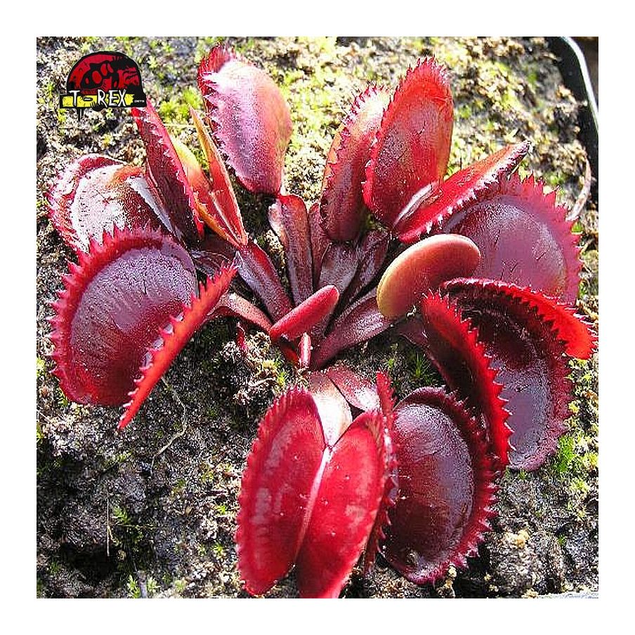 comprar planta carnivora dionea red dragon