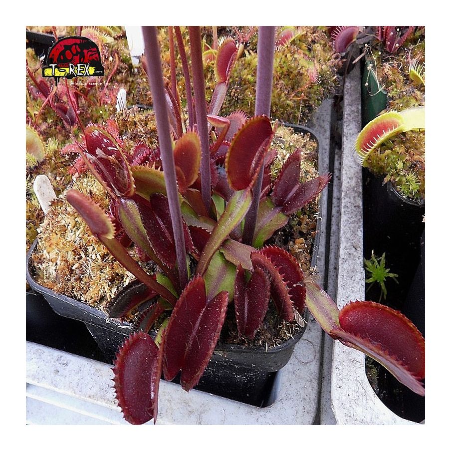 comprar planta carnivora dionea red shark