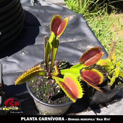 mudas de planta carnivora a venda